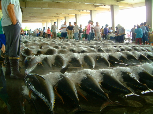 鮪魚產品圖